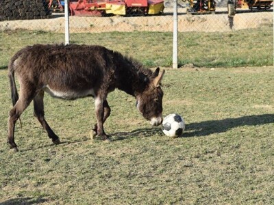 OPG Tomiša Marko uzgaja magarce zbog mlijeka - šire se i planiraju nove proizvode