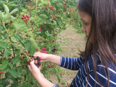 OPG Tomislav Jedličko