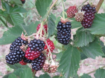 OPG Tomislav Jedličko