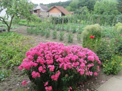 OPG Tomislav Jedličko