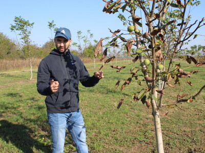 OPG Tomislav Pope - sadnice oraha chandler