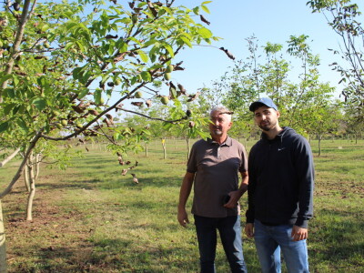 OPG Tomislav Pope - sadnice oraha chandler