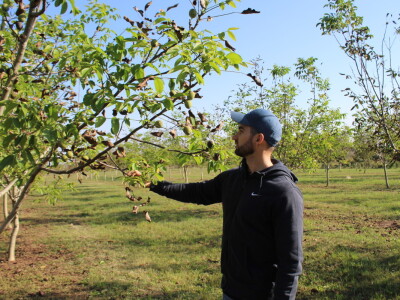 OPG Tomislav Pope - sadnice oraha chandler
