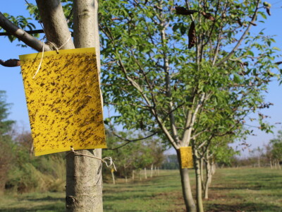 OPG Tomislav Pope - sadnice oraha chandler