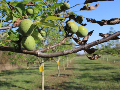 OPG Tomislav Pope - sadnice oraha chandler