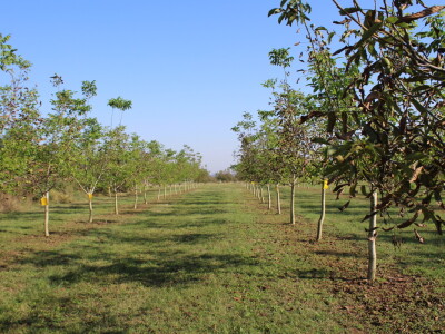 OPG Tomislav Pope - sadnice oraha chandler