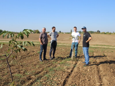 OPG Tomislav Pope - sadnice oraha chandler