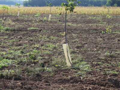 OPG Tomislav Pope - sadnice oraha chandler