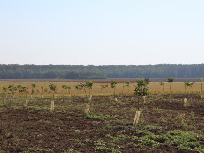 OPG Tomislav Pope - sadnice oraha chandler