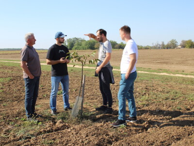 OPG Tomislav Pope - sadnice oraha chandler