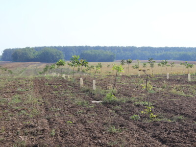 OPG Tomislav Pope - sadnice oraha chandler