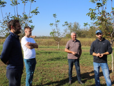 OPG Tomislav Pope - sadnice oraha chandler