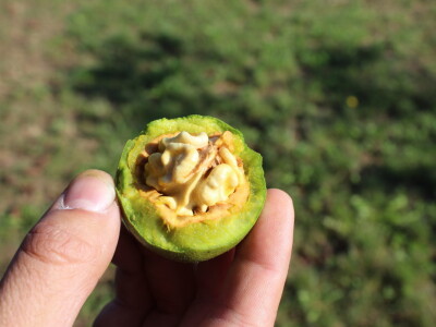 OPG Tomislav Pope - sadnice oraha chandler