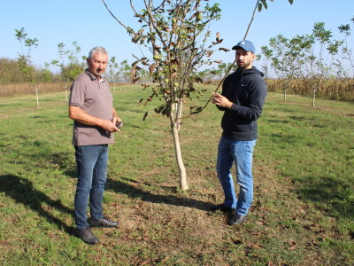 OPG Tomislav Pope - sadnice oraha chandler