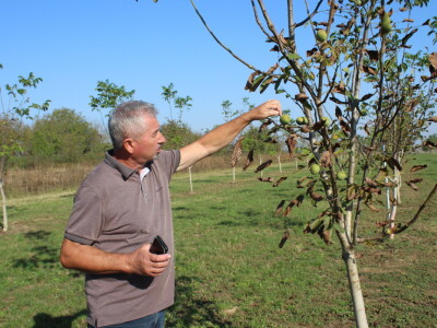 OPG Tomislav Pope - sadnice oraha chandler