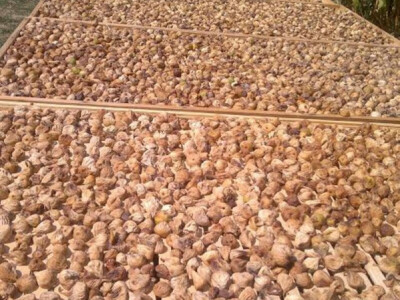 Sušenje smokava - OPG Ostojić u Peračkom Blatu