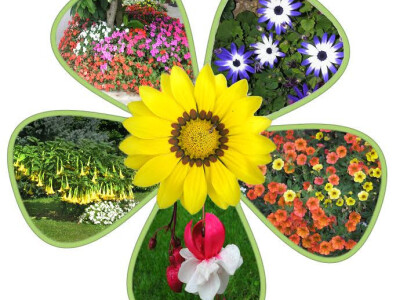 koji je vaš omiljeni cvijet?