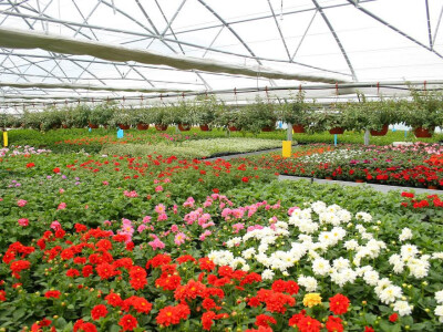 Predivni i zdravi cvjetovi dokaz su velikog truda, znanja i rada