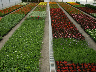 Uredno i održavano cvijeće - tako treba!