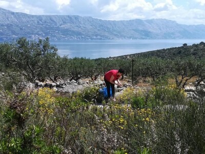 OPG Toni Gospodnetić - Pinka