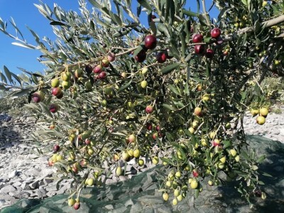 OPG Toni Gospodnetić - Pinka