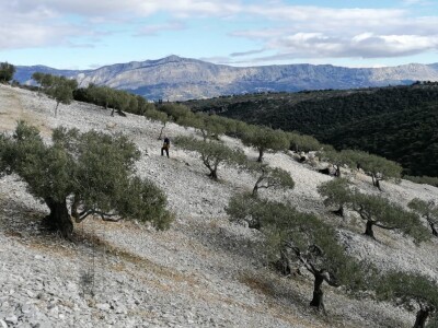 OPG Toni Gospodnetić - Pinka