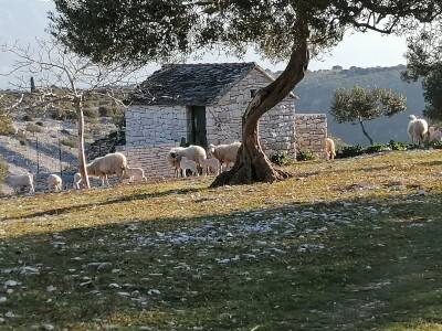 OPG Toni Gospodnetić - Pinka