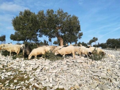 OPG Toni Gospodnetić - Pinka