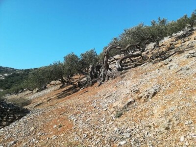 OPG Toni Gospodnetić - Pinka