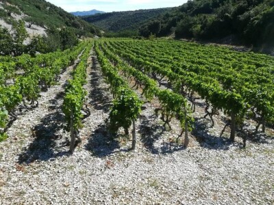 OPG Toni Gospodnetić - Pinka