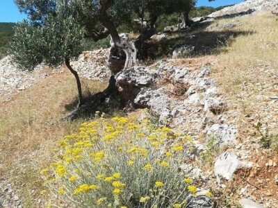 OPG Toni Gospodnetić - Pinka