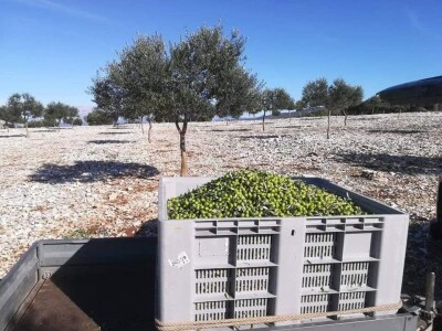 OPG Toni Gospodnetić - Pinka