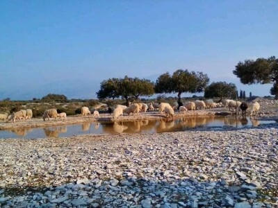 OPG Toni Gospodnetić - Pinka