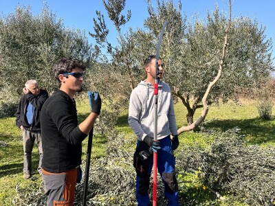 OPG Uroda: Na brdu iznad Pirovca podigao maslinarsku atrakciju