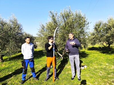 OPG Uroda: Na brdu iznad Pirovca podigao maslinarsku atrakciju
