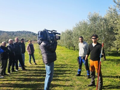 OPG Uroda: Na brdu iznad Pirovca podigao maslinarsku atrakciju