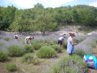 OPG Velčić Loredana