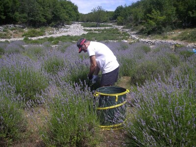 OPG Velčić Loredana