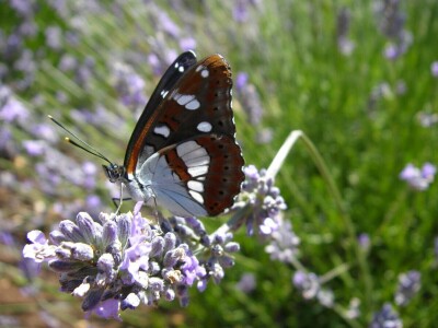 OPG Velčić Loredana
