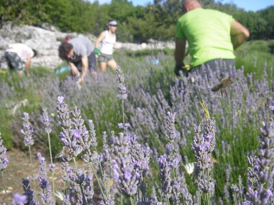 OPG Velčić Loredana