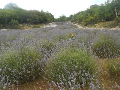 OPG Velčić Loredana