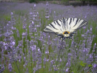 OPG Velčić Loredana