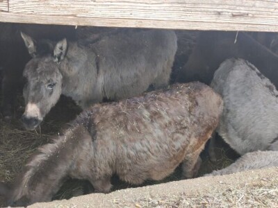 OPG "Viraj Rafael" iz Drinovaca u općini Grude