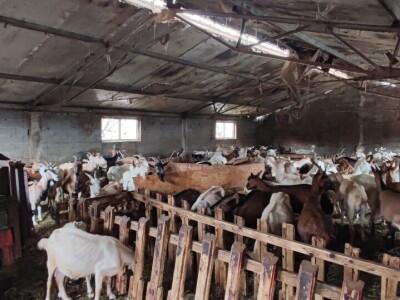 OPG "Viraj Rafael" iz Drinovaca u općini Grude