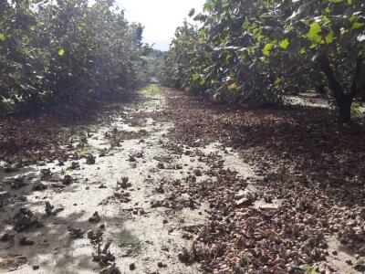 OPG Virovitički lješnjaci