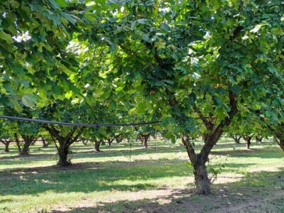 OPG Virovitički lješnjaci