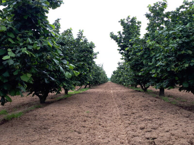 OPG Virovitički lješnjaci