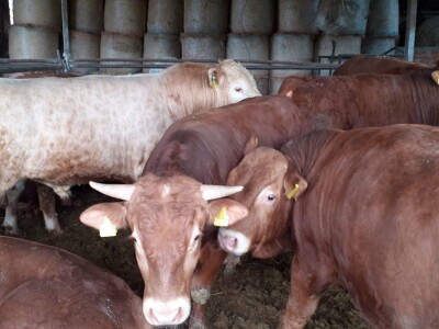 OPG Vjekoslav Posarić