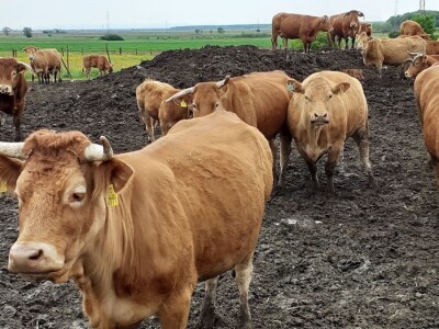 OPG Vjekoslav Posarić