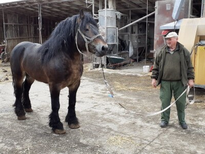 OPG Vjekoslav Posarić